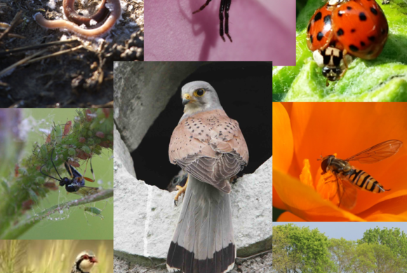 03/2017 – La biodiversité, un levier agro-écologique au service de la production.