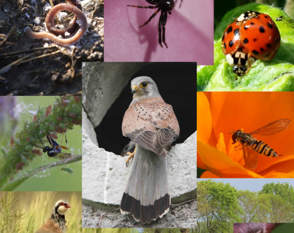 03/2017 – La biodiversité, un levier agro-écologique au service de la production.
