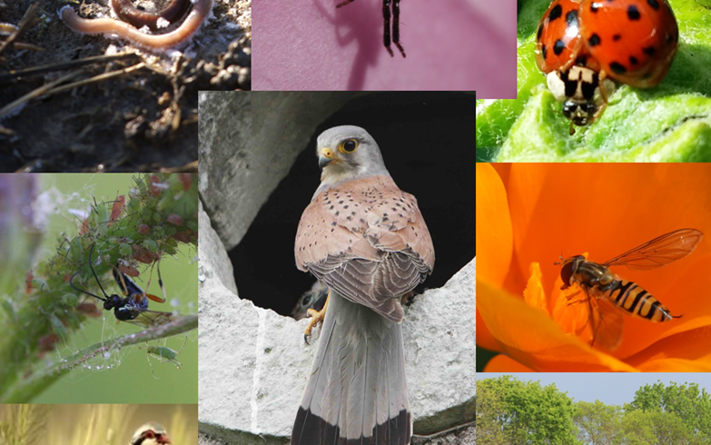 03/2017 – La biodiversité, un levier agro-écologique au service de la production.